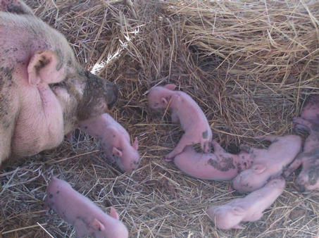 Piglets with their mom