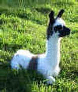 llama