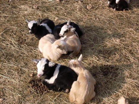 baby goats